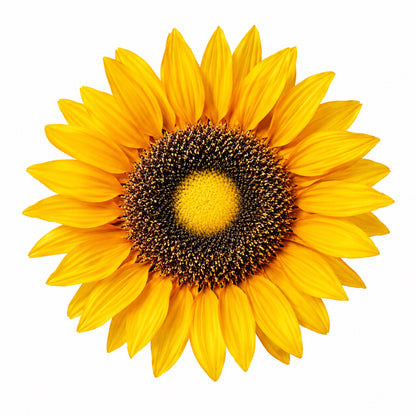 Artificial Sunflower Green Kumquat Wreath — view 6
